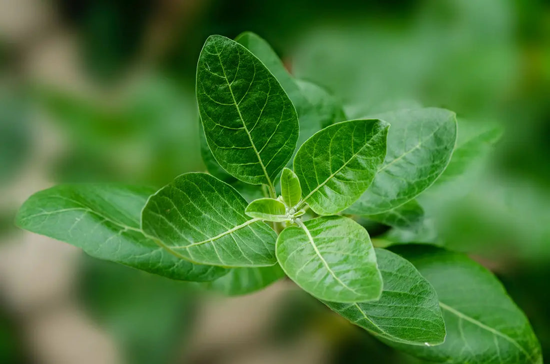 Ingredient Spotlight: ASHWAGANDHA